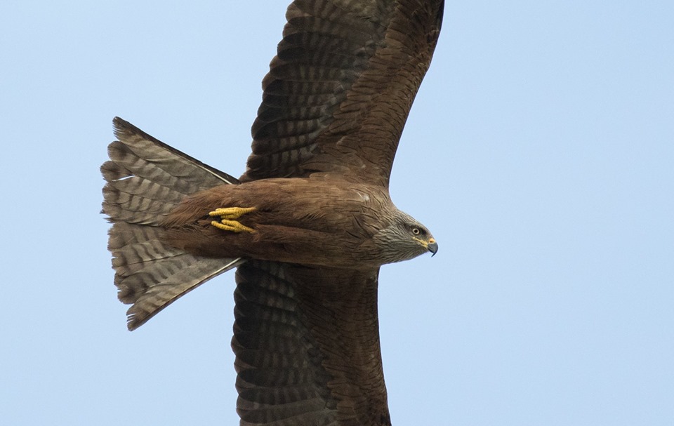 Nibbio bruno (Milvus migrans)